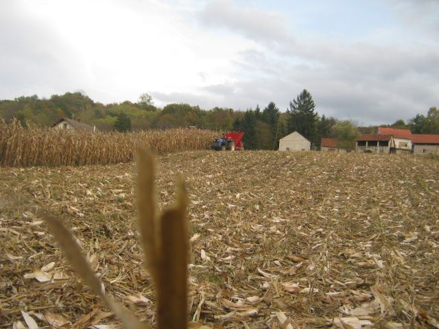 Berba kukuruza 2013 - foto