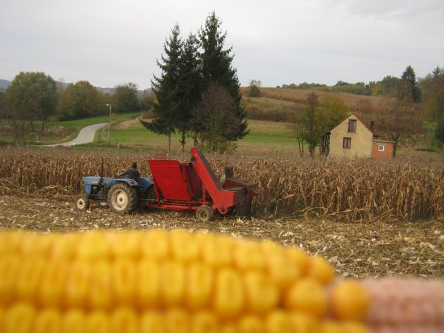 Berba kukuruza 2013 - foto povečava