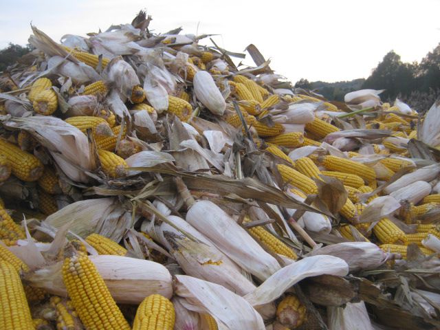 Berba kukuruza 2013 - foto povečava