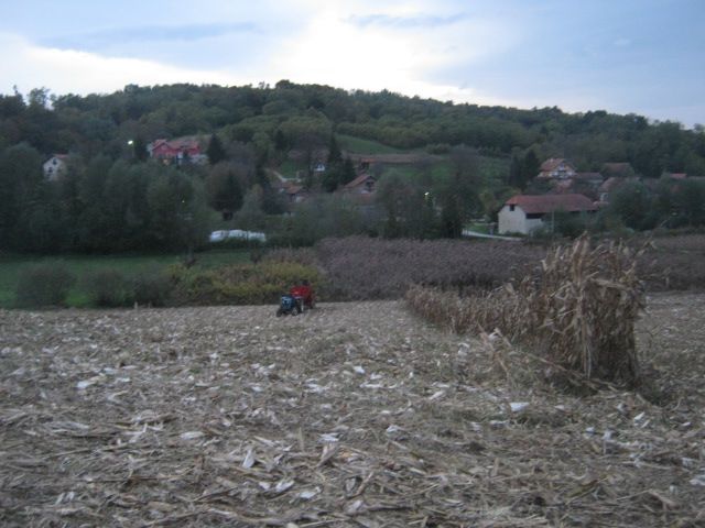 Berba kukuruza 2013 - foto povečava