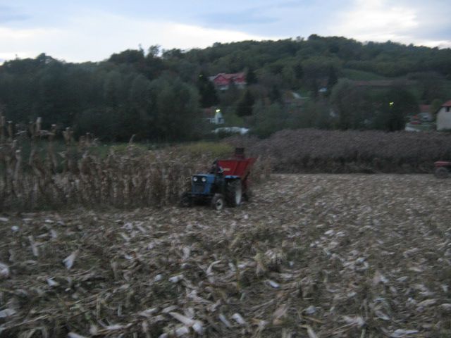 Berba kukuruza 2013 - foto povečava