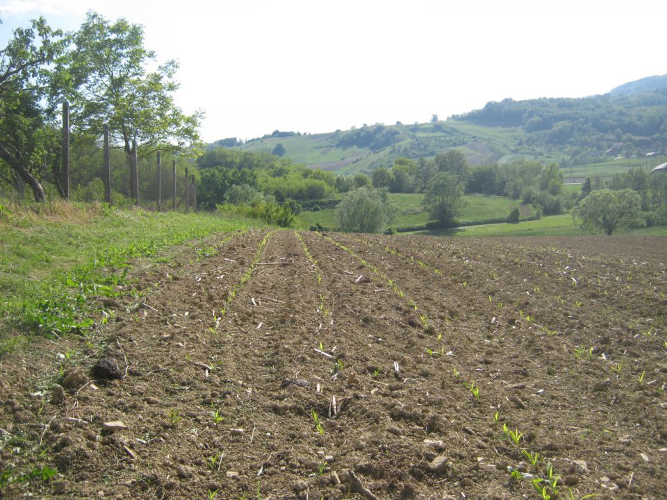 Priprema njiva i sijetva kukuruza 2014 - foto povečava