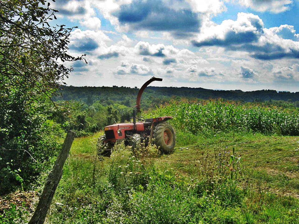 Silaža 2014 - foto povečava