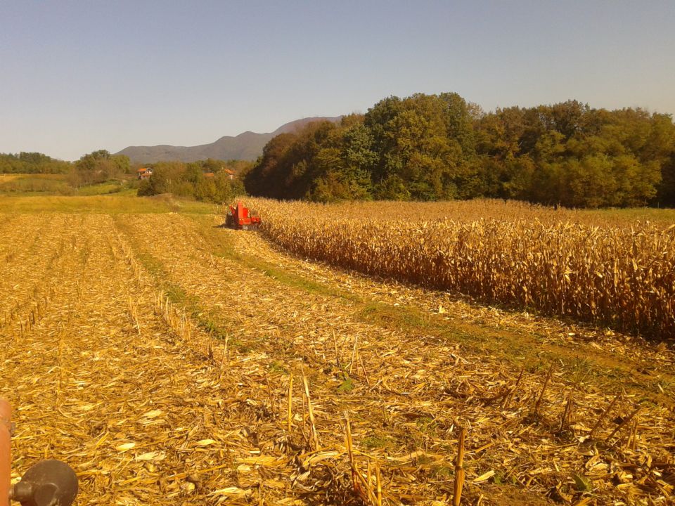 Berba kukuruza 2014 - foto povečava
