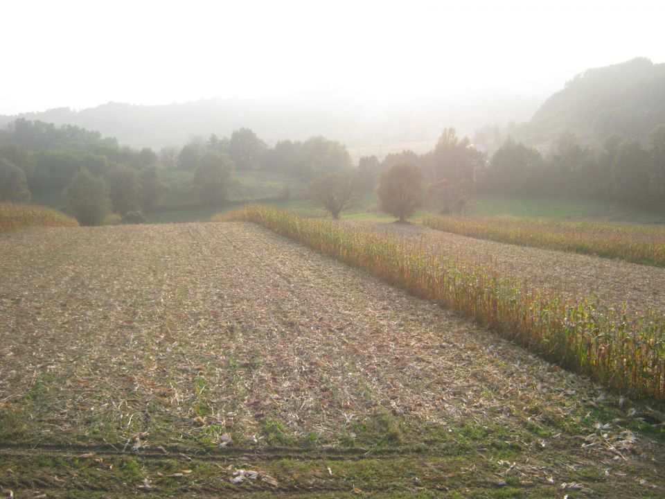 Berba kukuruza 2014 - foto povečava