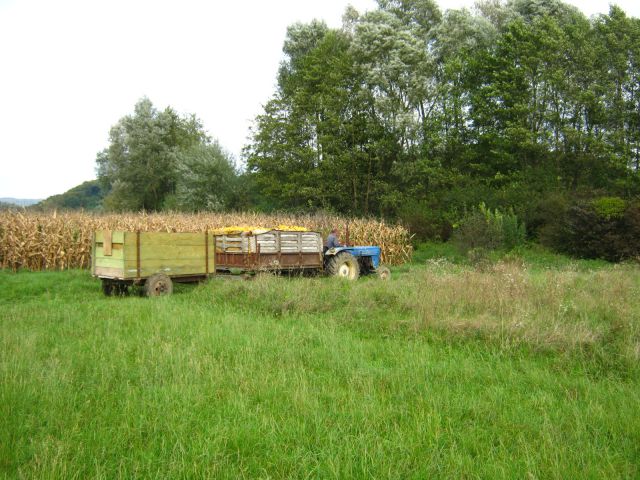 Berba kukuruza 2014 - foto