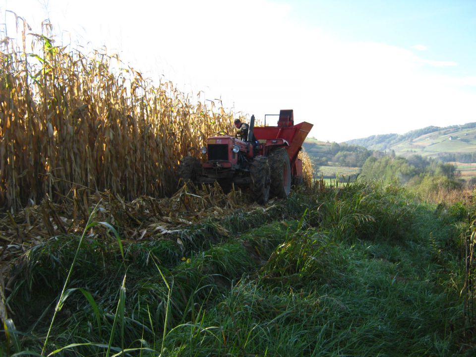 Berba kukuruza 2014 - foto povečava