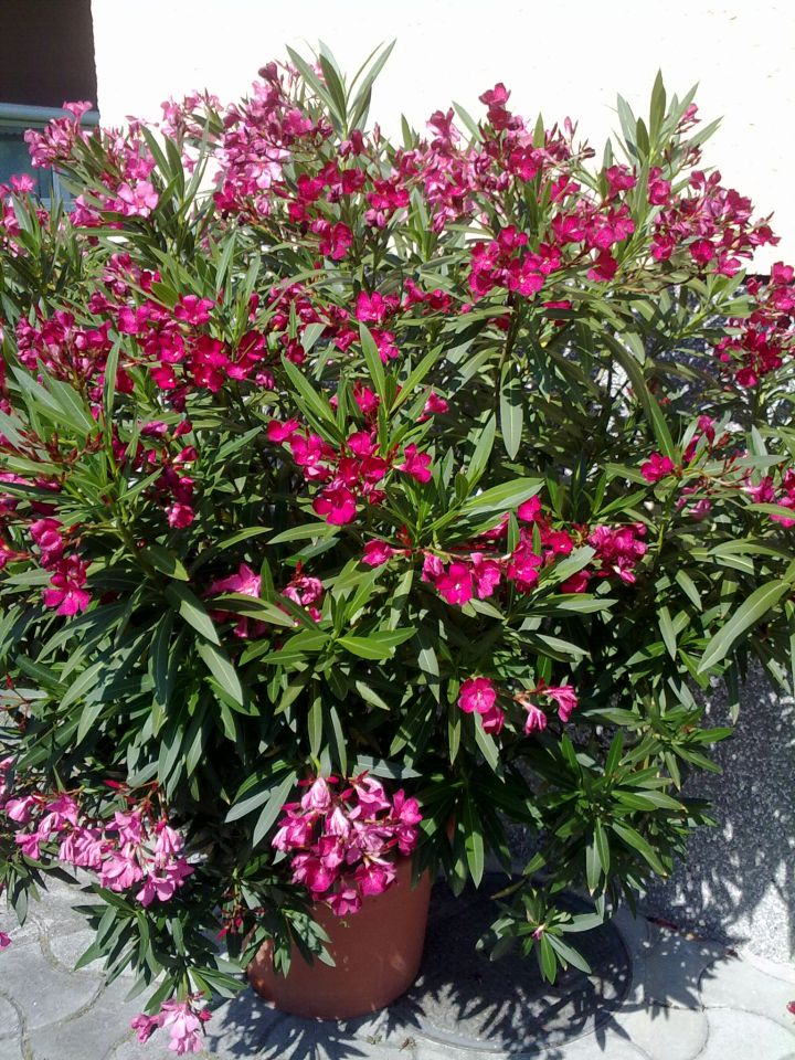 Oleander 1