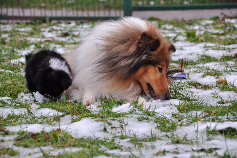 Api & Bendžy - foto povečava