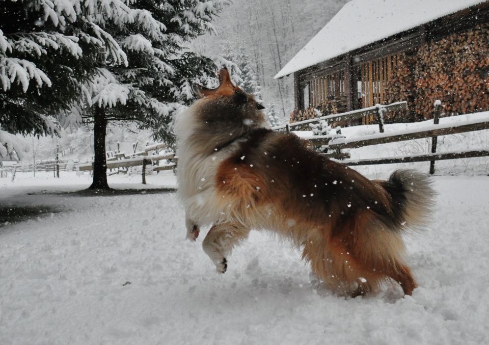 Api & Bendžy - foto povečava