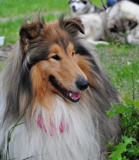 Rokov LoUski siminar - foto