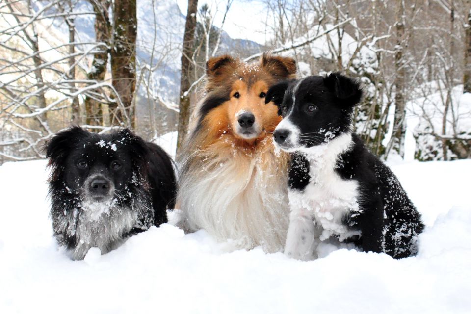 Api, Bendžy & chiara - foto povečava