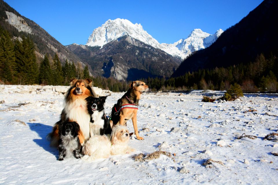 Api, Bendžy, Chiara & friends - foto povečava