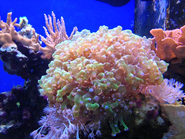 Reef - foto