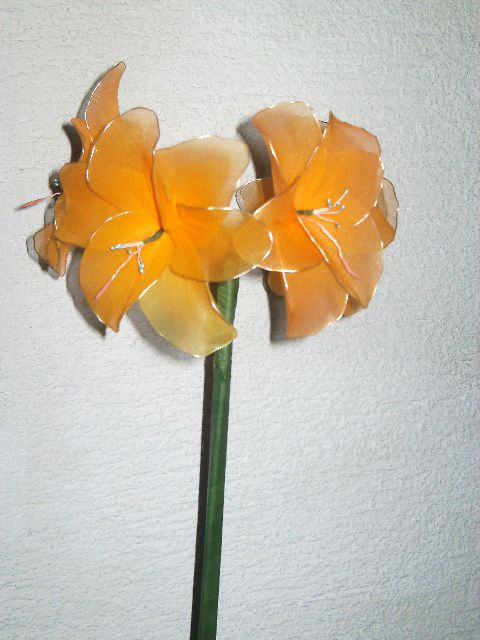 oranžen amarylis