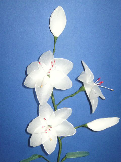 Bela lilija