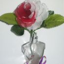 rdeče-bela vrtnica