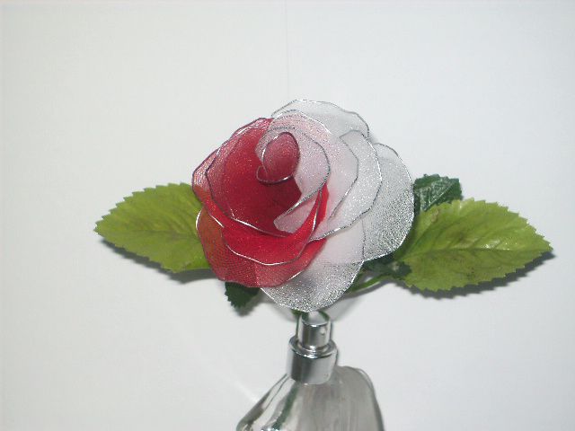 rdeče-bela vrtnica
