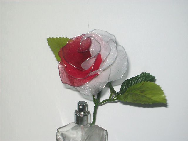 Rdeče-bela vrtnica