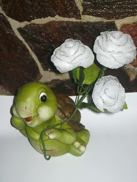 Bela vrtnica z rosnimi kapljicami