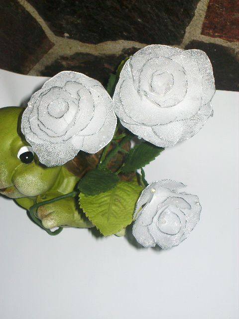 Bela vrtnica z rosnimi kapljicami