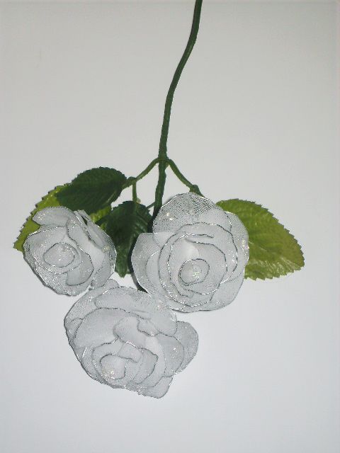 Bela vrtnica z  rosnimi kapljicami