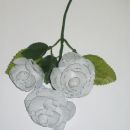 bela vrtnica z  rosnimi kapljicami