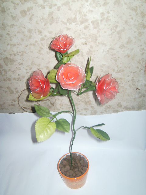Rdeče vrtnice v lončku - foto