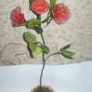 rdeče vrtnice v lončku