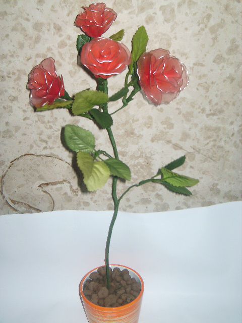 rdeče vrtnice v lončku