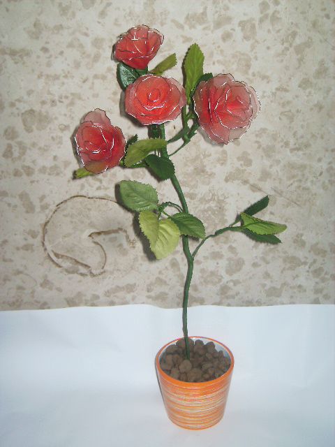 Rdeče vrtnice v lončku