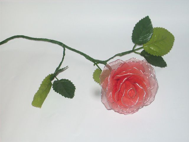 nežno rdeča vrtnica