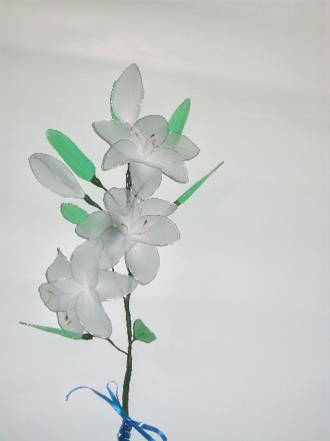 Bela lilije