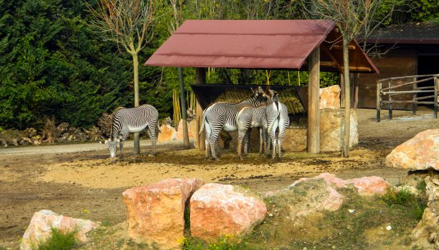  ZOO safari -VERONA - foto