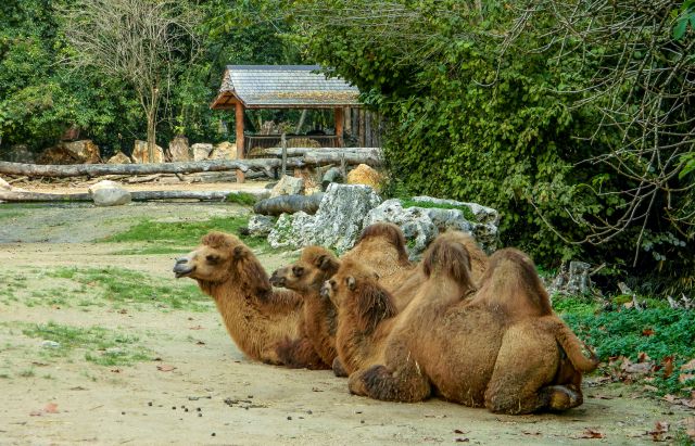  ZOO safari -VERONA - foto