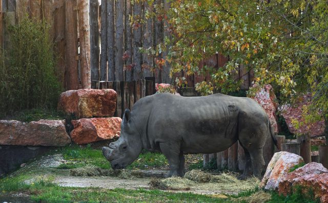  ZOO safari -VERONA - foto