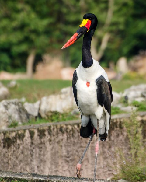  ZOO safari -VERONA - foto