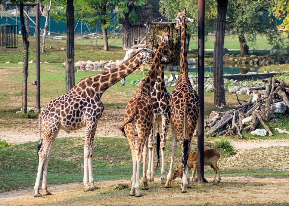  ZOO safari -VERONA - foto povečava