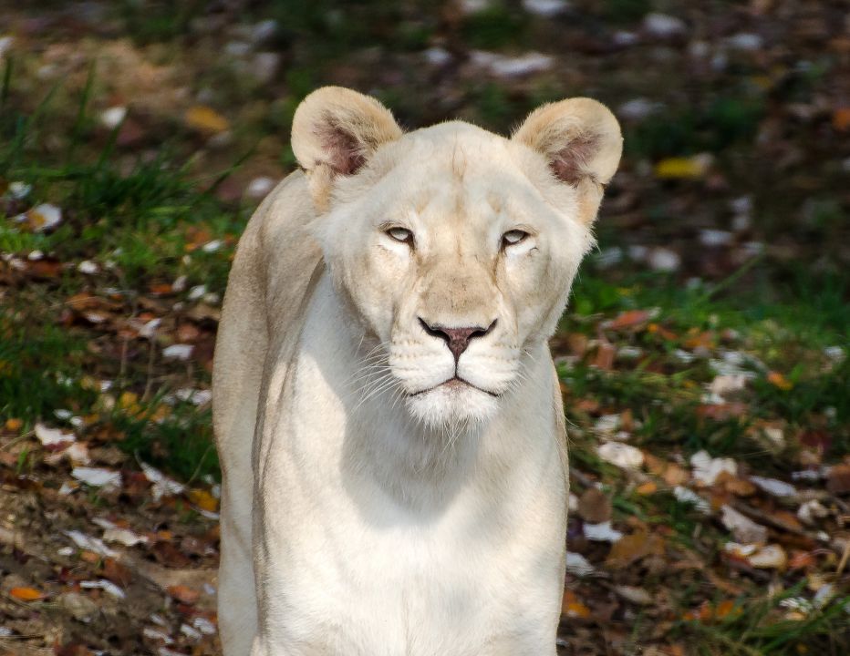  ZOO safari -VERONA - foto povečava