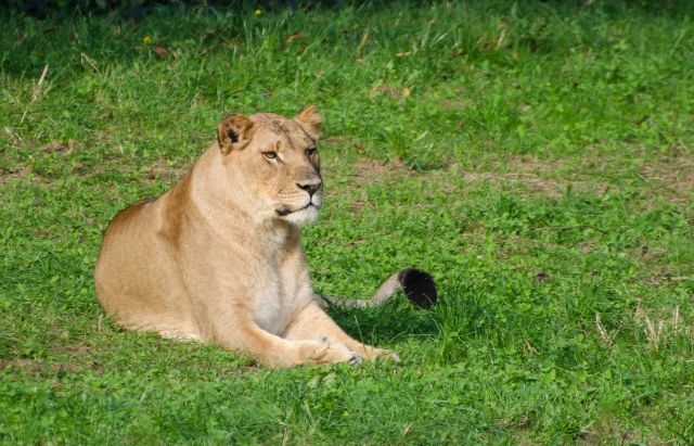  ZOO safari -VERONA - foto