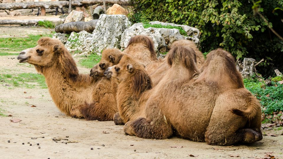  ZOO safari -VERONA - foto povečava