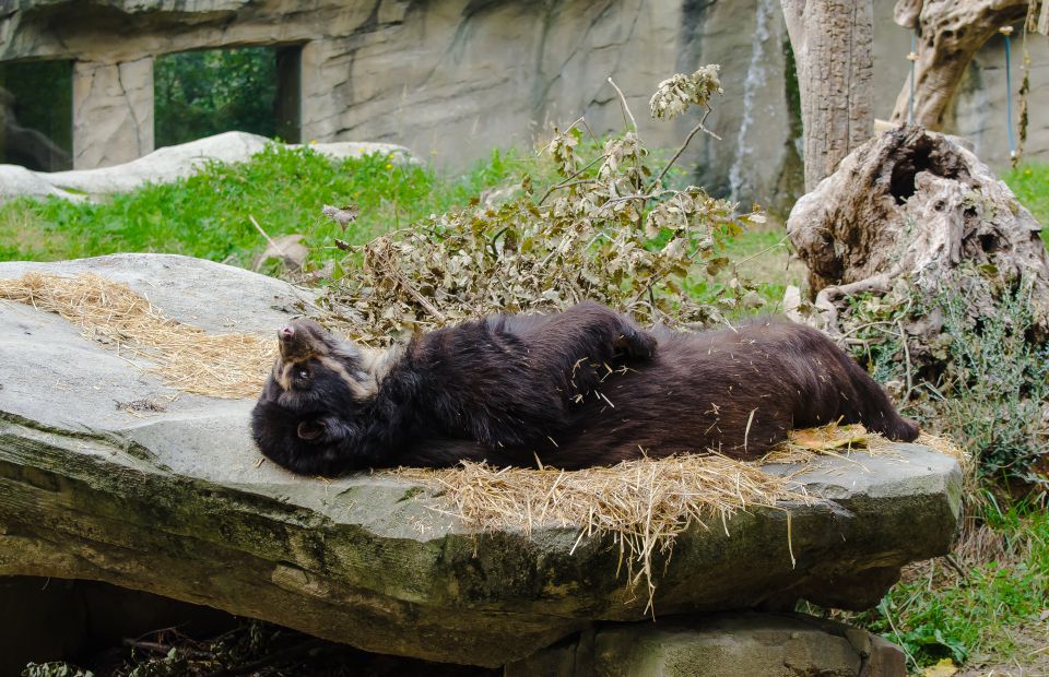  ZOO safari -VERONA - foto povečava