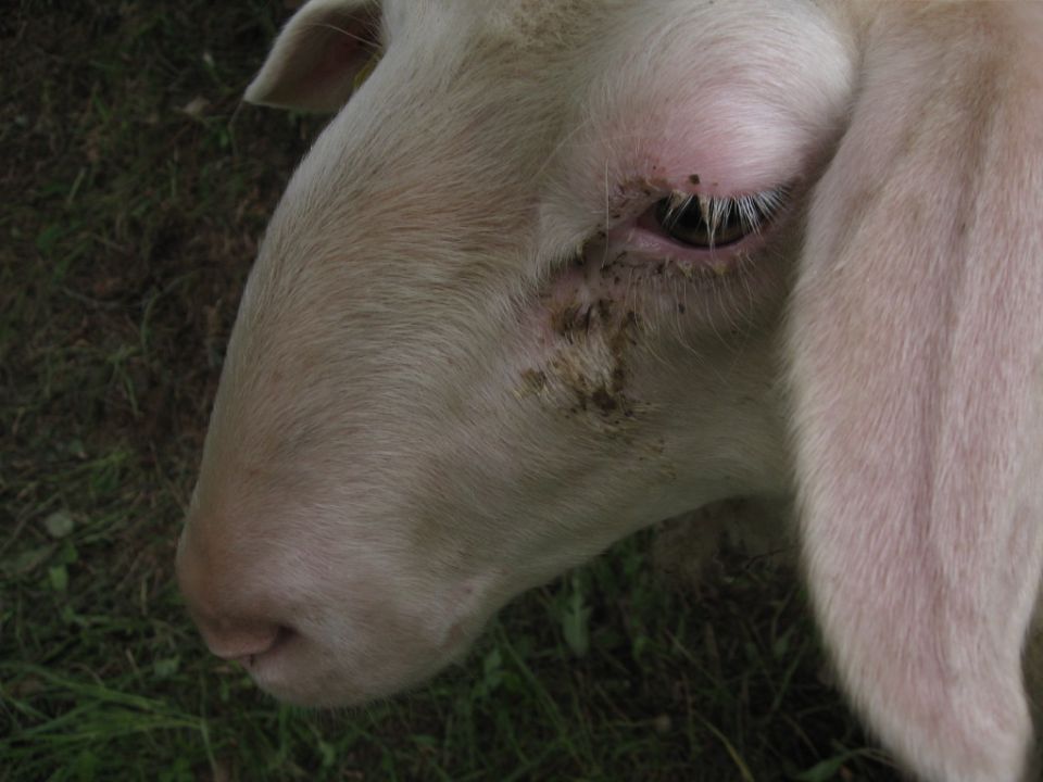 Ovce - bolezni - foto povečava