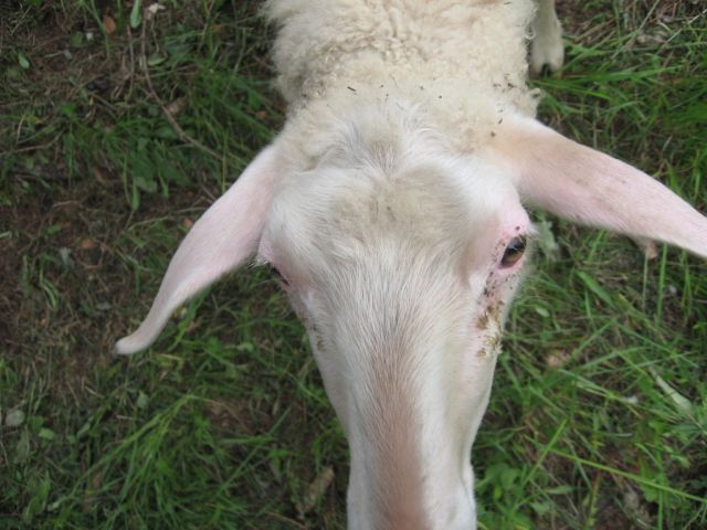 Ovce - bolezni - foto