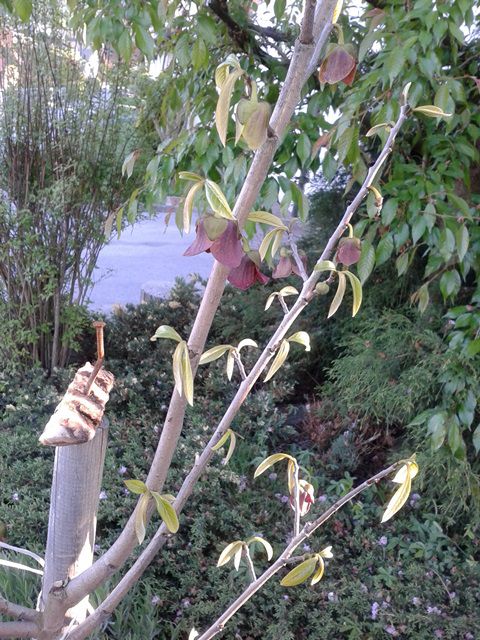 Asimina - foto povečava