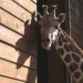 nov ljubljanski Žirafko se čudi folku