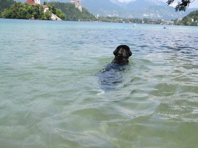Plavanje na Bledu - foto