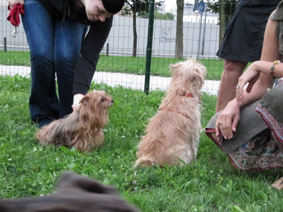 Sladke skrivnosti bežigrajske - foto povečava