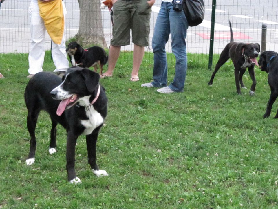 Sladke skrivnosti bežigrajske - foto povečava