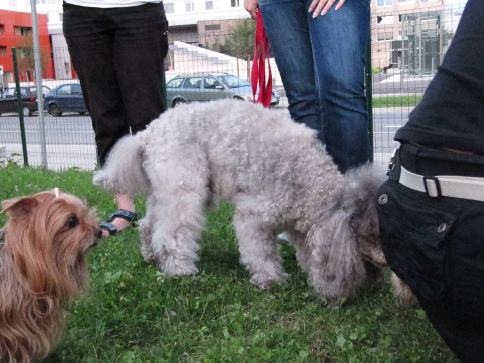 Sladke skrivnosti bežigrajske - foto povečava